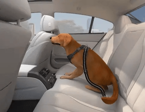 Hond Veiligheidsgordel