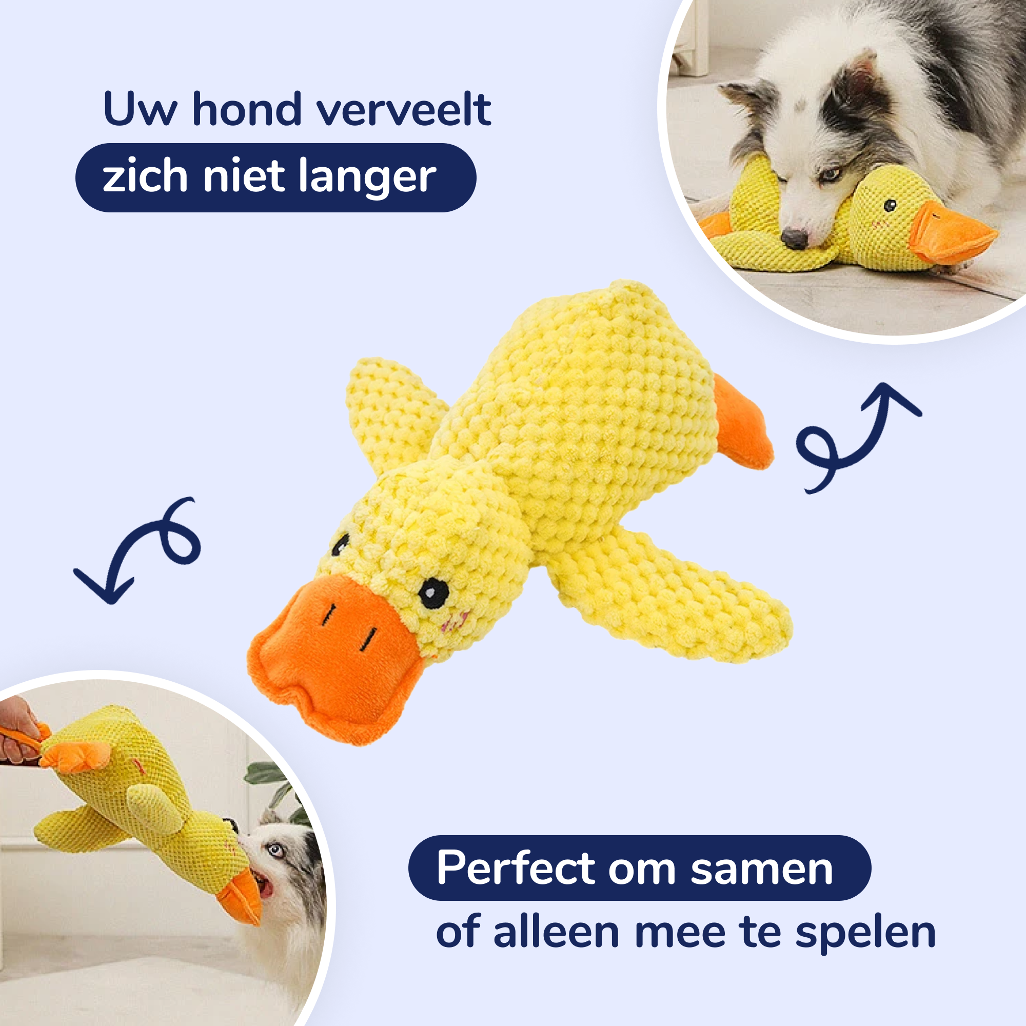 Rustgevende Eend